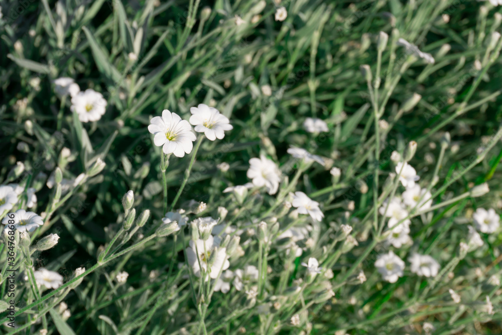 Gypsophila repens, known as alpine gypsophila or creeping baby's breath, is a species of flowering plant of the family Caryophyllaceae, native to the mountains of central and southern Europe. Gypsophila repens, known as alpine gypsophila or creeping baby's breath, is a species of flowering plant of the family Caryophyllaceae, native to the mountains of central and southern Europe.