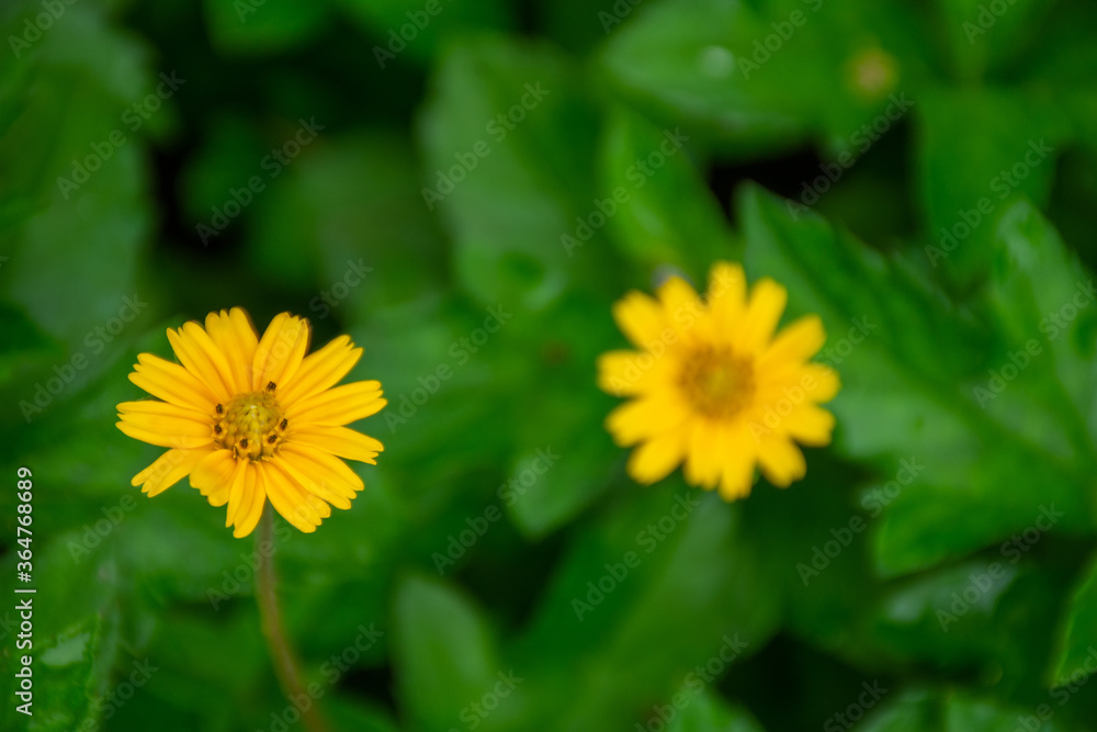 Yellow field marigold flowers macro in blur background, Koksathon temple, Udonthani, Thailand. Yellow field marigold flowers macro in blur background, Koksathon temple, Udonthani, Thailand.