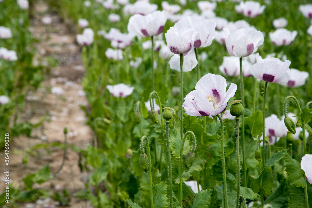 beautiful white poppy field wallpaper, blooming the field