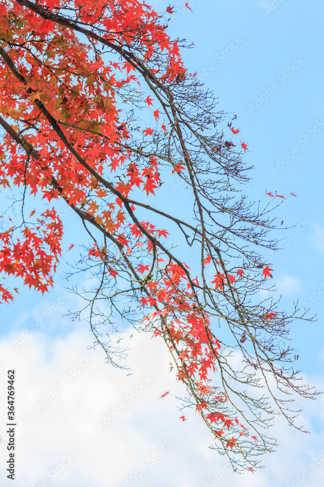 Natural background of Japanese maple leave with blue sky in autumn season at Japan