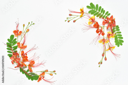 Flowers composition. Pattern made of red flamboyant flowers on white background.