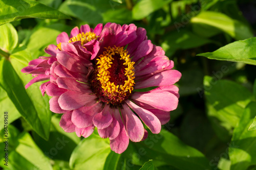 Zinnia elegans  known as youth-and-age  common zinnia or elegant zinnia  an annual flowering plant of the genus Zinnia  is one of the best known zinnias.