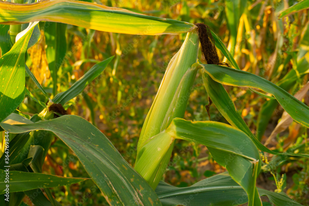 The corn or Maize is bright green in the cornfield. Waiting for harvest. Sweet young corn close up shot. Agriculture background. Maize cob. The corn or Maize is bright green in the cornfield. Waiting for harvest. Sweet young corn close up shot. Agriculture background. Maize cob.