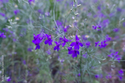 Campanula primulifolia is a plant species of the genus Campanula. It is native to Portugal and Spain. Bell flower. Garden flowers. Botanical photography. 