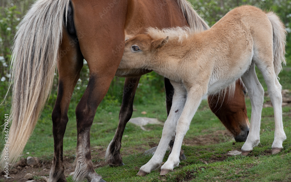 Fototapeta premium foal and mother