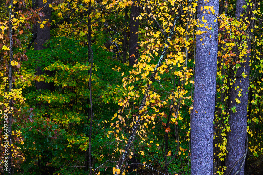 Fototapeta premium Stunning Colors of Autumn Hidden Deep in the Green Forest