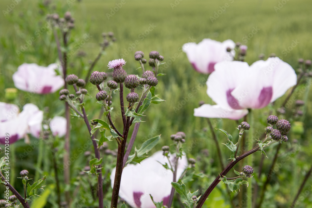 Obraz premium Closeup of a white poppy flower, in the background a whole field of slightly purple poppies