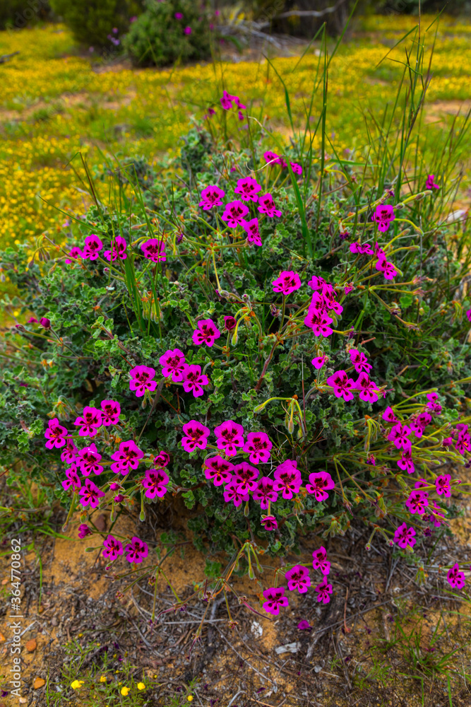 Obraz premium Salmanslaagte Bushman Rock Art Trail, Wildflowers, Clanwilliam, Cederberg Mountains, Western Cape province, South Africa, Africa