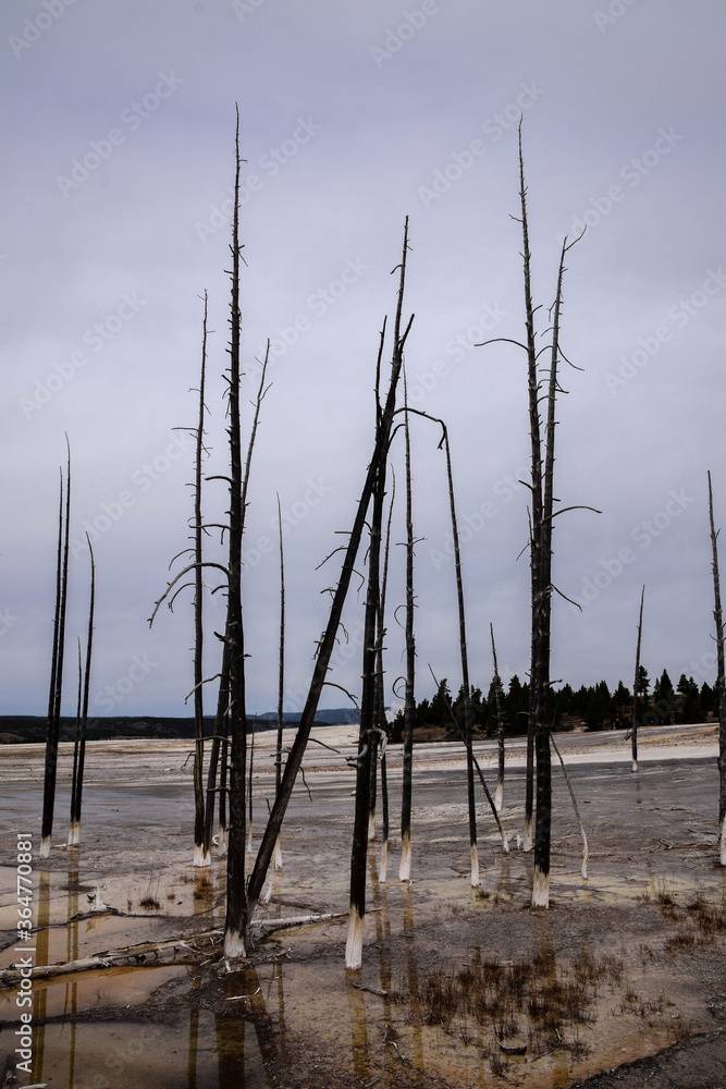 Burnt forrest in Yellowstone, sulfur