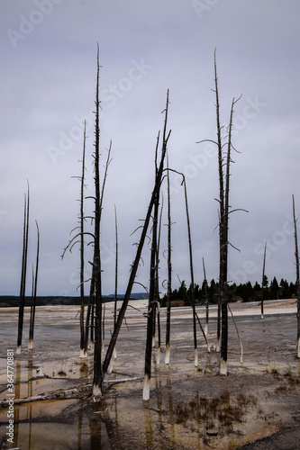 Burnt forrest in Yellowstone, sulfur © Mateusz