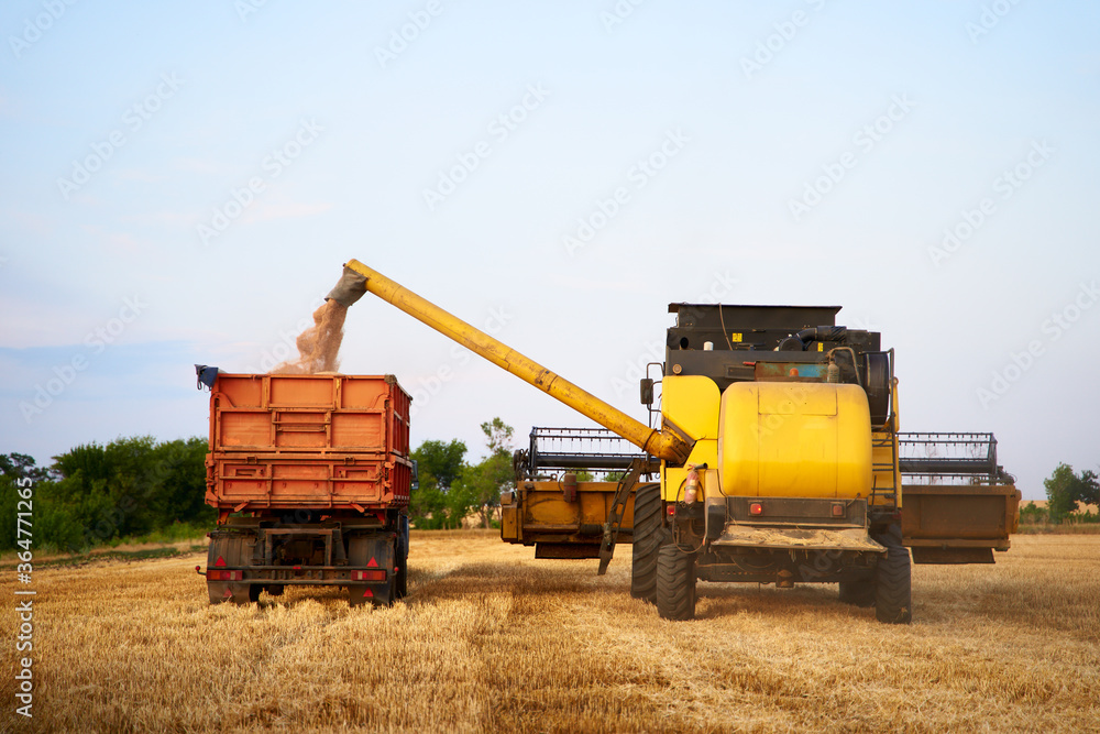 Overloading grain from the combine harvesters into a grain truck in the field. Harvester unloder pouring just harvested wheat into grain box body. Farmers at work. Agriculture harvesting season theme. Overloading grain from the combine harvesters into a grain truck in the field. Harvester unloder pouring just harvested wheat into grain box body. Farmers at work. Agriculture harvesting season theme.
