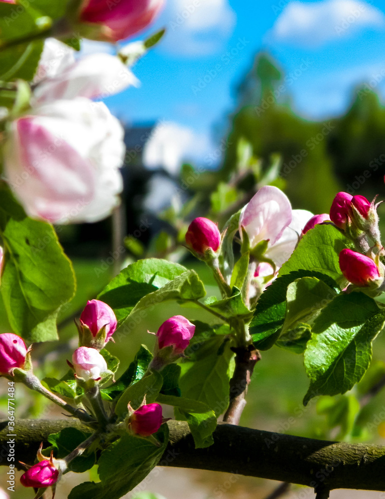 Wild apple tree in bloom. Wild apple tree in bloom.