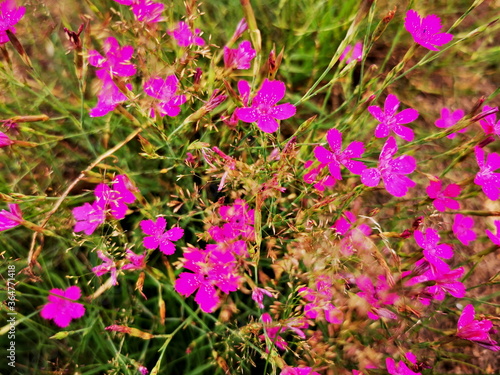 purple flowers in a field