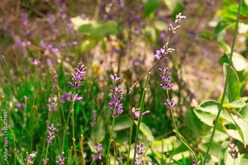 Lavandula (common name lavender) is a genus of 47 known species of flowering plants in the mint family, Lamiaceae.