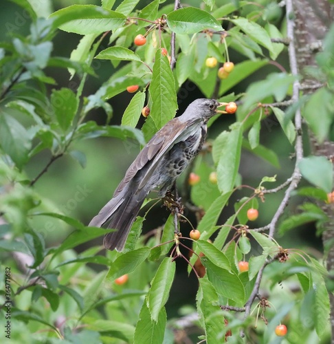 thrush feeds on cherries