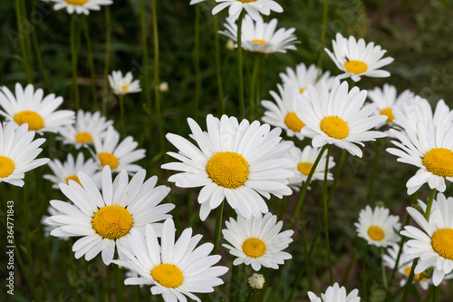 field of daisies