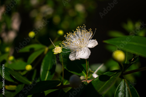 Common myrtle white flower ( Myrtus communis ) background