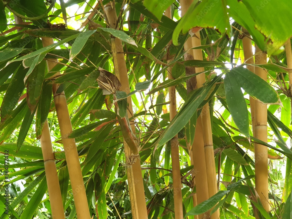 Obraz premium coconut palm tree