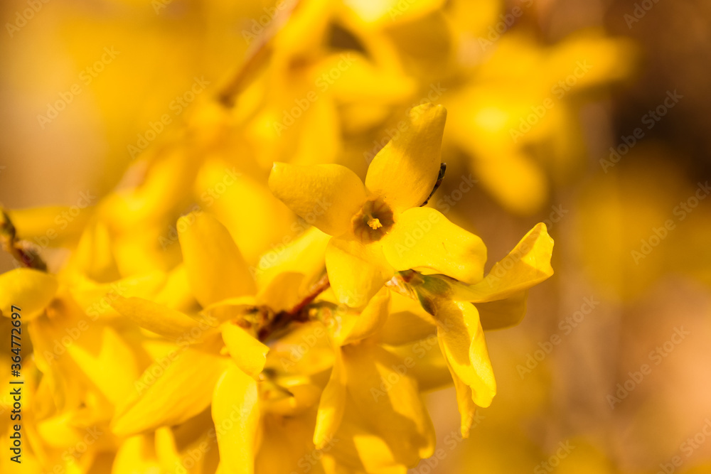 Fototapeta premium Beautiful Forsythia in spring time