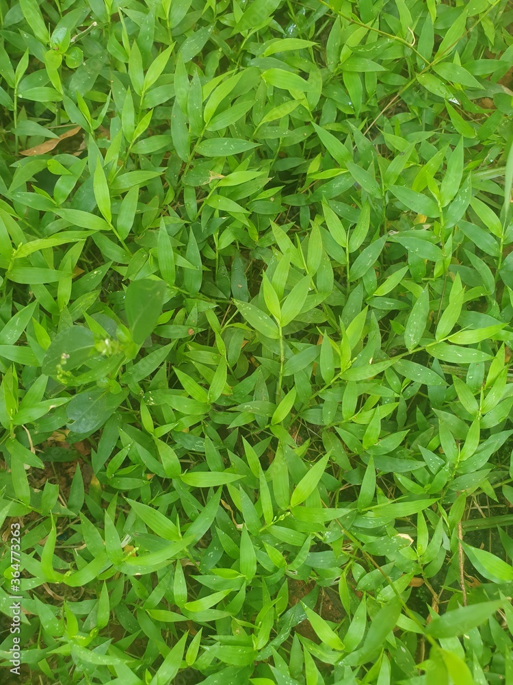 green grass background green grass background
