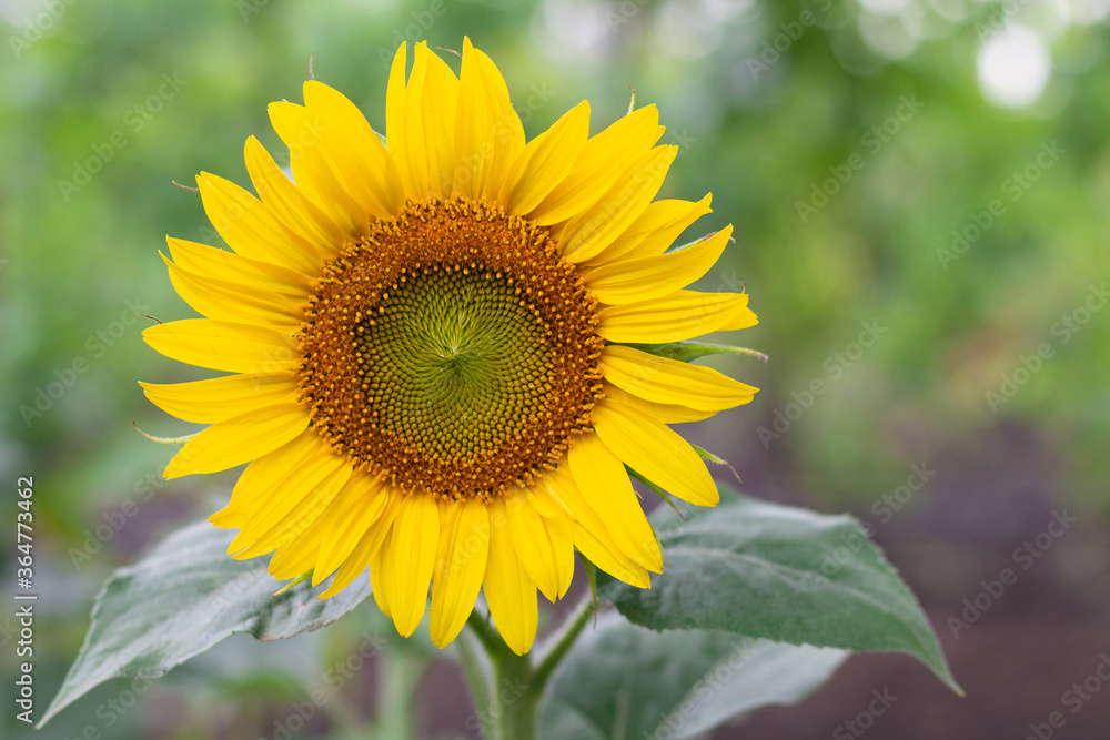 Summer sunflower in a garden. Natural background with copy space
