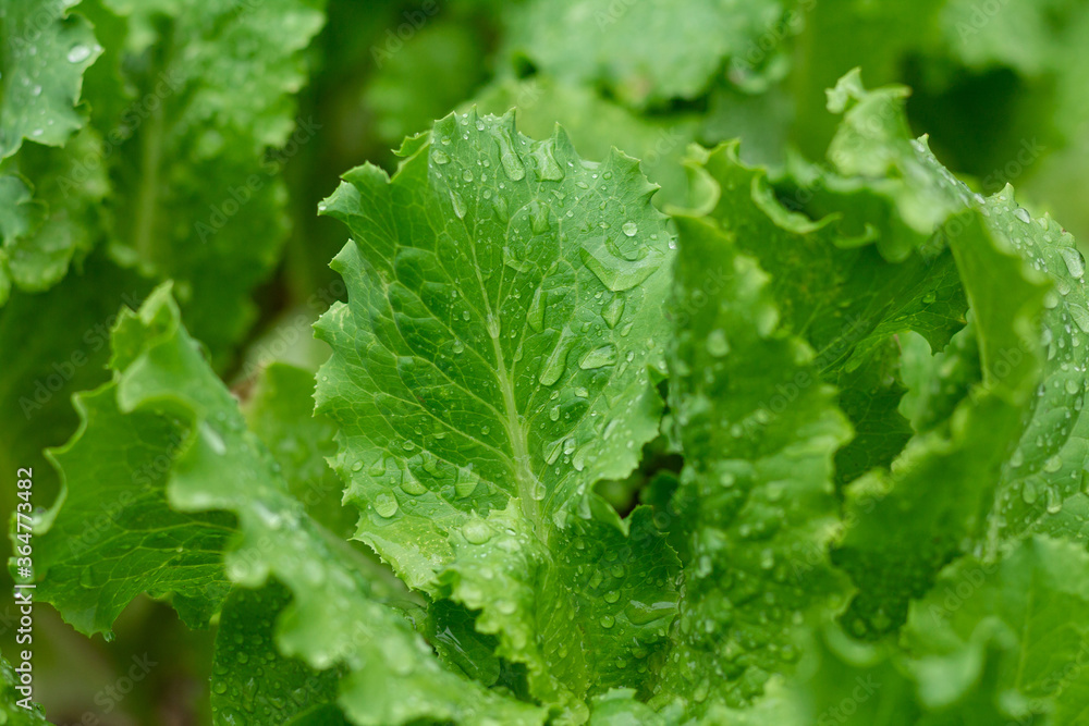 Fresh eco lettuce leaves with water drops Fresh eco lettuce leaves with water drops