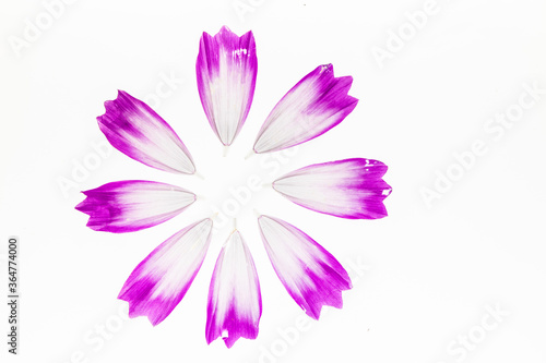 Pink cosmos flowers shape petal design story  © papii