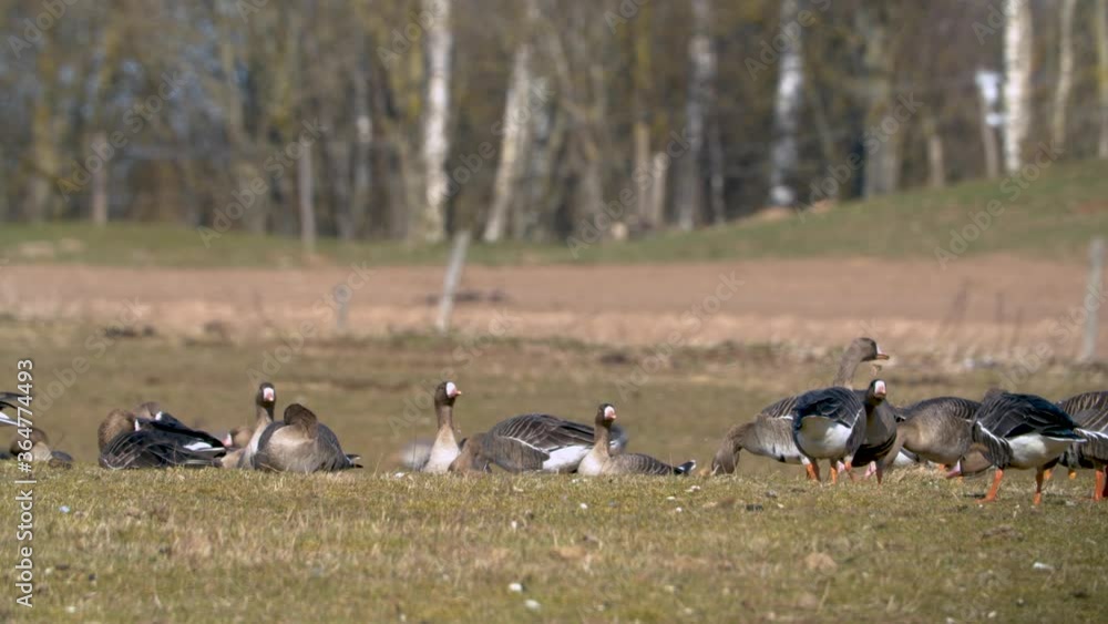 Flock of been goose and white fronted goose eating grass on field Flock of been goose and white fronted goose eating grass on field