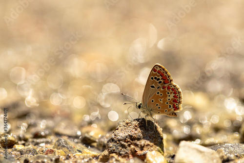 Multi-eyed Brown Butterfly / Polyommatus agestis photo