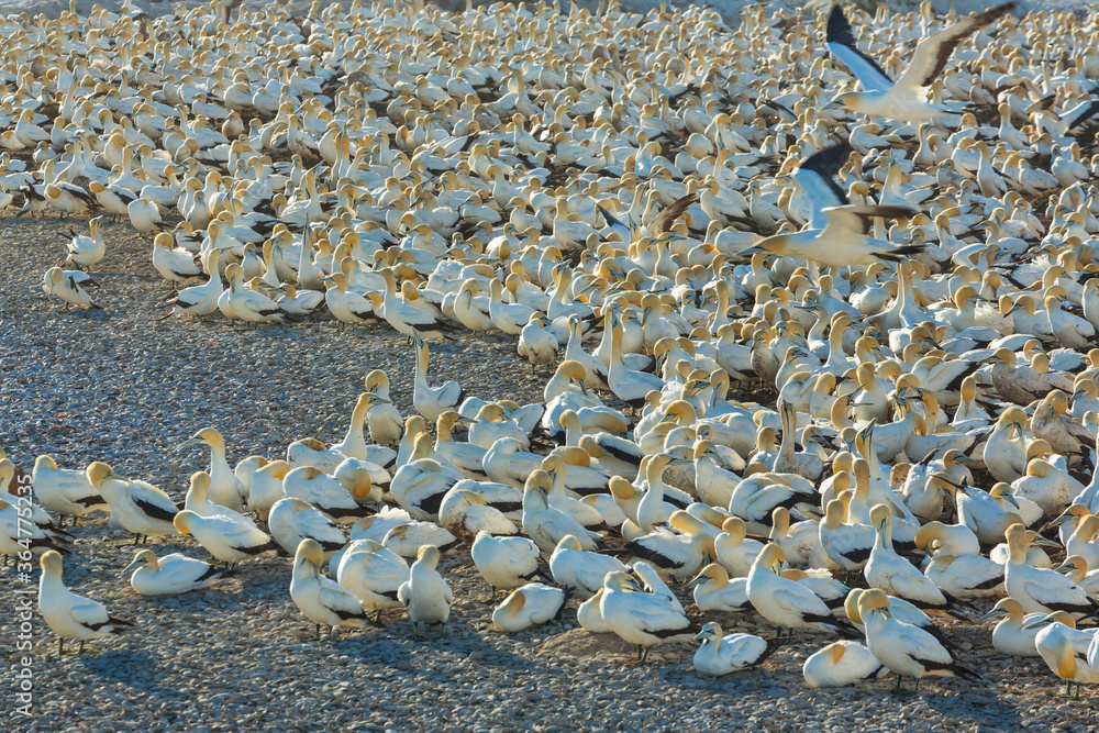 Fototapeta premium Cape gannet, Bird Island, Lambert's Bay, Western Cape province, South Africa, Africa