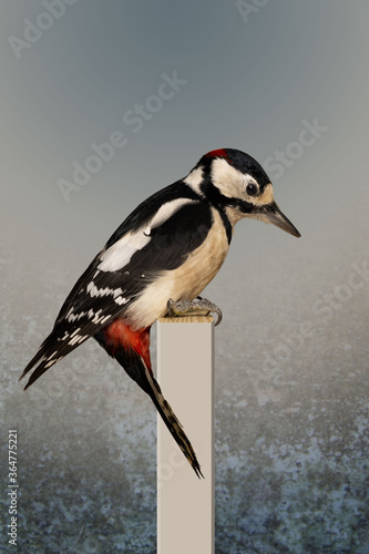 Buntspecht. Vogelportrait Nr.19 photo