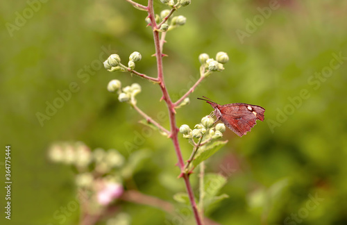 Çitlembik Butterfly / Libythea celtis