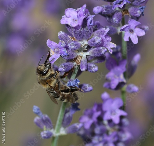 blooming lavender
