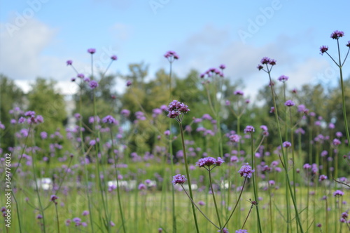 Field of purple flowers.