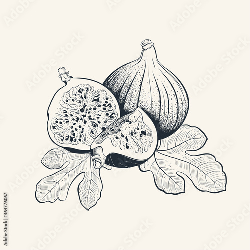 Fig fruit hand drawn illustration with leafs. Fruit with half and quarter on the leaves. Vector botanical illustration in line art style 
