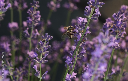 lavender