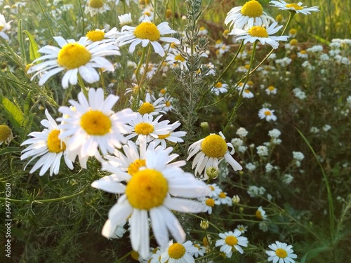 daisy  daisy flowers  daisy  flower  nature  field  white  summer  flowers  spring  plant  meadow  yellow  daisy  grass  green  daisies  daisy  garden  flora  blossom  bloom  floral  beauty  grass pet