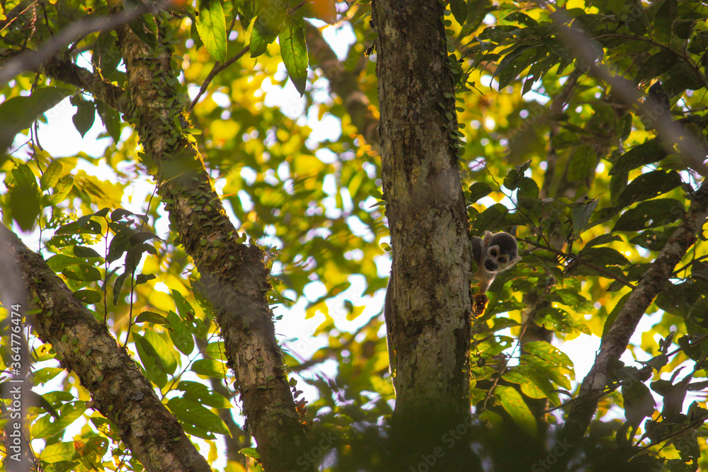 Obraz premium Squirrel monkey sitting on the tree with green leaves in the amazon forest in Leticia, Colombia