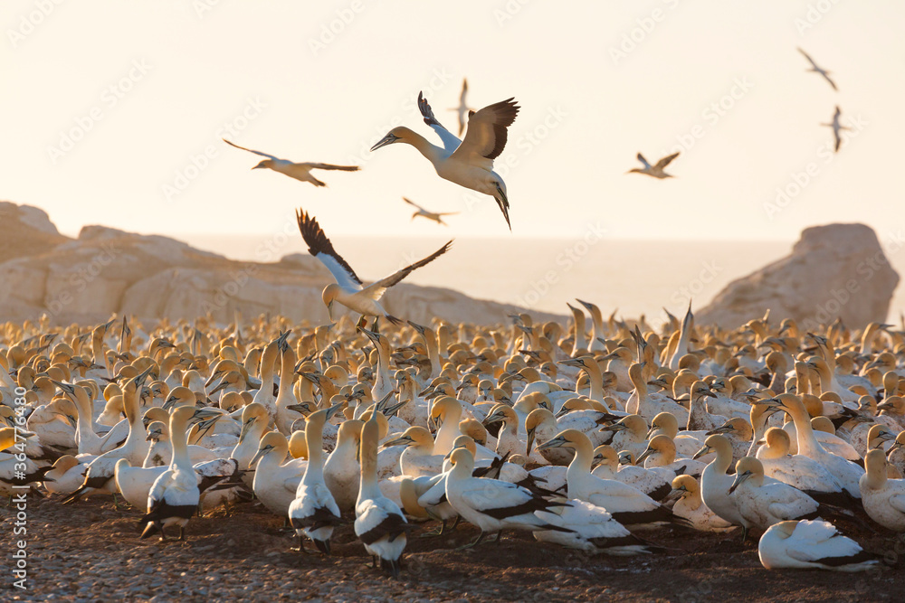 Φωτογραφία Cape gannet, Bird Island, Lambert's Bay, Western Cape province, South Africa, Af