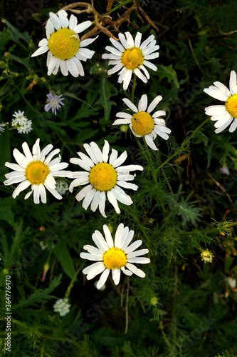 daisy  daisy flowers  daisy  flower  nature  field  white  summer  flowers  spring  plant  meadow  yellow  daisy  grass  green  daisies  daisy  garden  flora  blossom  bloom  floral  beauty  grass pet