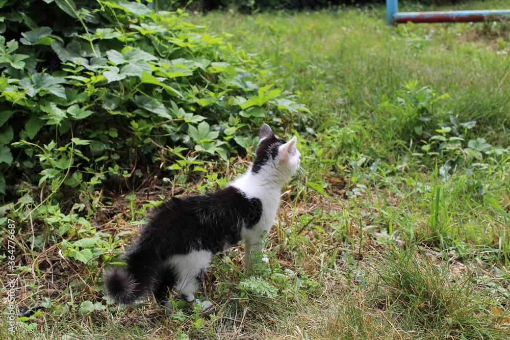 cat on a grass