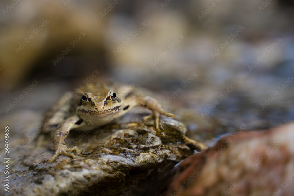 European Common Frog on a stone in the middle of a little forest river stream European Common Frog on a stone in the middle of a little forest river stream