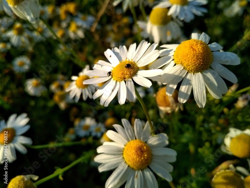 daisy, daisy flowers, daisy, flower, nature, field, white, summer, flowers, spring, plant, meadow, yellow, daisy, grass, green, daisies, daisy, garden, flora, blossom, bloom, floral, beauty, grass pet © KZ