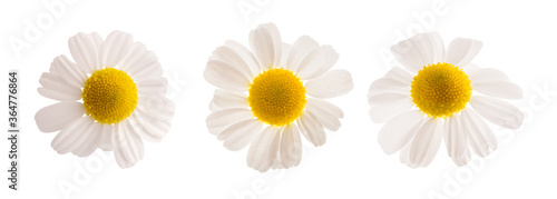 Chamomile flowers