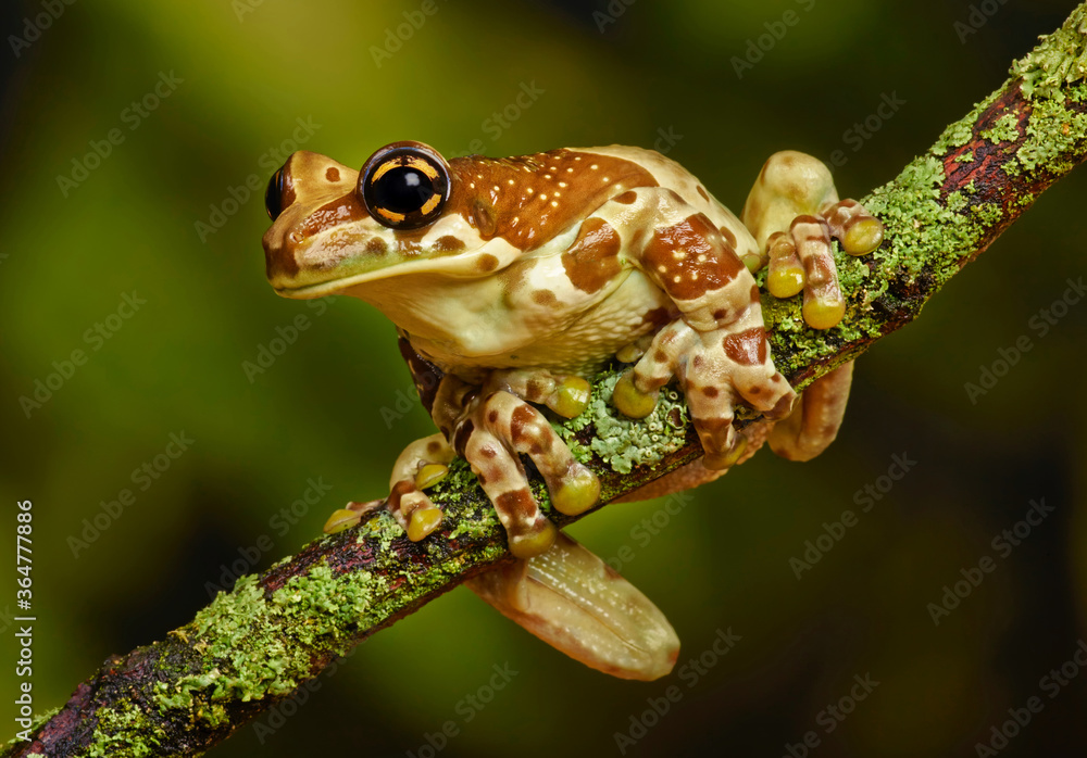 Obraz premium Frog sitting on a branch