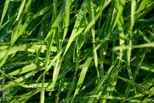 dew on green grass, macro