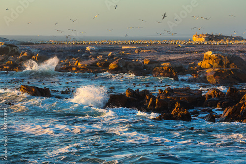 Cape gannet, Bird Island, Lambert's Bay, Western Cape province, South Africa, Africa