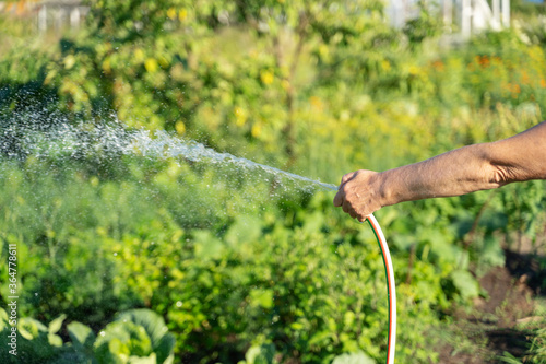 a woman with a hose in her hand watering a garden on a bright Sunny day
