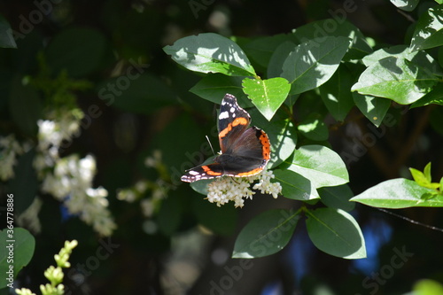 Mariposa negra y naranja