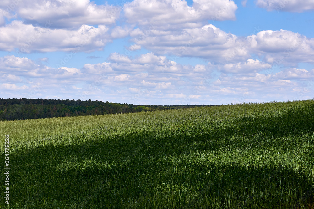 Obraz premium wheat field and blue sky with clouds